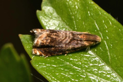 Grapholita janthinana