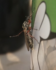 Bibio xanthopus