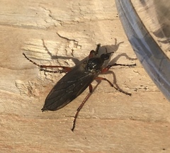Bibio xanthopus