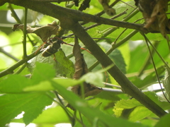 Deretrachys juvencus