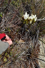 Gentianella stellata