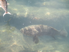 Epinephelus coioides