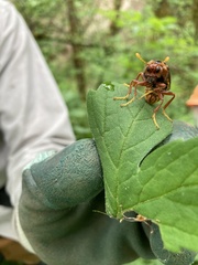 Cimbex pacificus