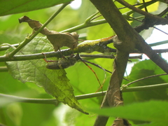 Deretrachys juvencus