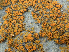 Polycauliona bolacina