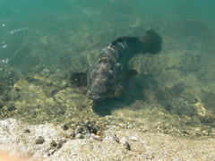 Epinephelus