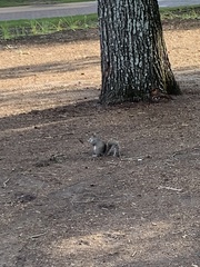Sciurus carolinensis