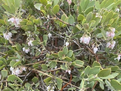 Arctostaphylos nevadensis