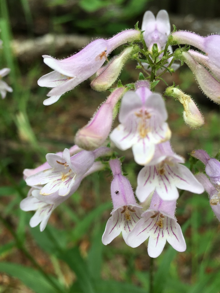 eastern smooth beardtongue