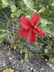 Hibiscus rosa-sinensis