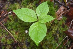 Lysimachia latifolia