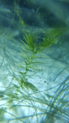 Chaetophoraceae
