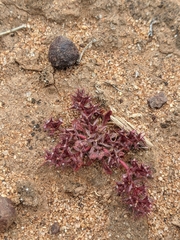 Chorizanthe fimbriata