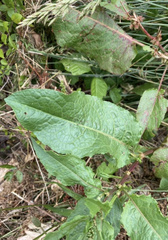 Rumex obtusifolius obtusifolius