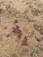 Chorizanthe fimbriata