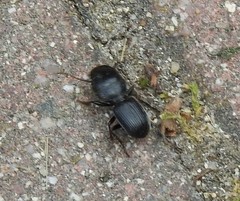 Dixus sphaerocephalus