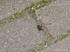 Dixus sphaerocephalus