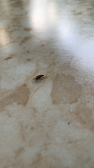 Phyllobius oblongus