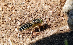 Stictia signata