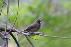 Junco hyemalis mearnsi