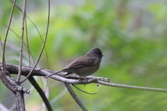 Junco hyemalis mearnsi
