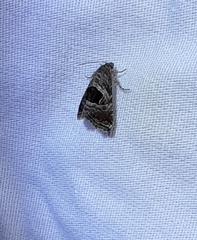 Tripudia rectangula