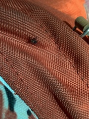 Dermacentor andersoni