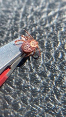 Dermacentor andersoni