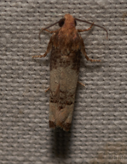 Epiblema desertana