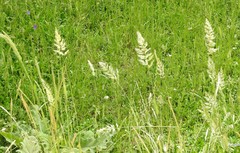Trisetaria panicea