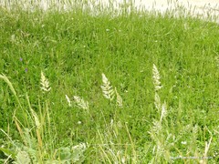 Trisetaria panicea