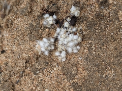 Psilocarphus brevissimus