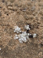 Psilocarphus brevissimus