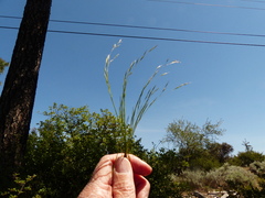 Deschampsia danthonioides