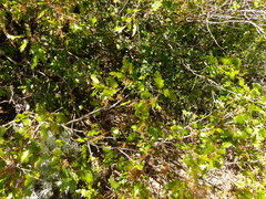 Quercus garryana breweri