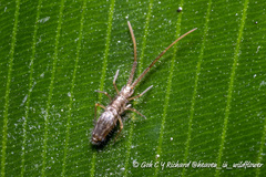 Paronellidae