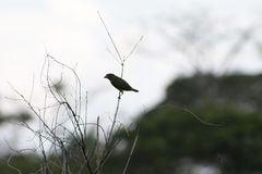 Euphonia chrysopasta