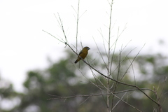 Euphonia chrysopasta