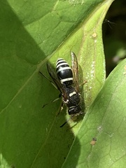 Ancistrocerus waldenii