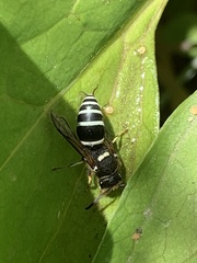 Ancistrocerus waldenii