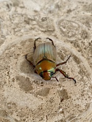 Pelidnota glabra