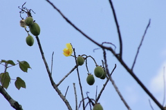 Cochlospermum