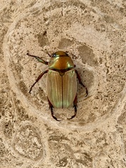 Pelidnota glabra