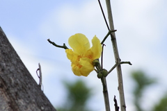Cochlospermum