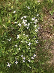 Houstonia serpyllifolia