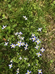 Houstonia serpyllifolia