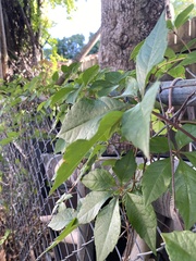 Parthenocissus quinquefolia