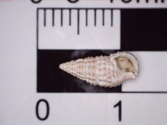 Cerithium lutosum
