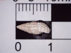 Cerithium lutosum