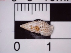 Cerithium lutosum